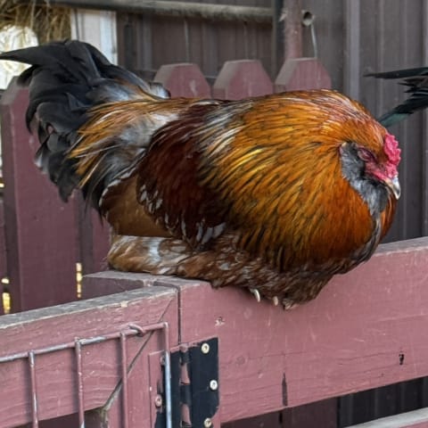 Chicken sighting