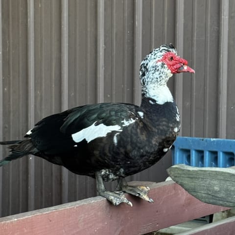 Muscovy Duck spotted by jess c.