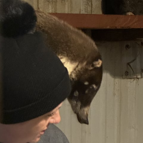 Coati spotted by jess c.