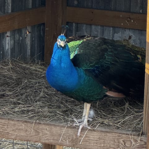 Peacock spotted by jess c.