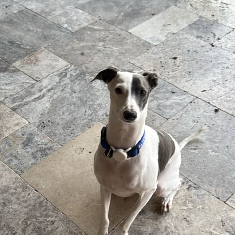 Dog spotted by jess c.