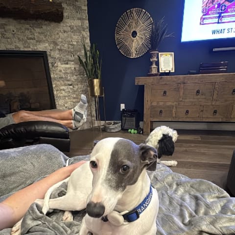Dog sighting