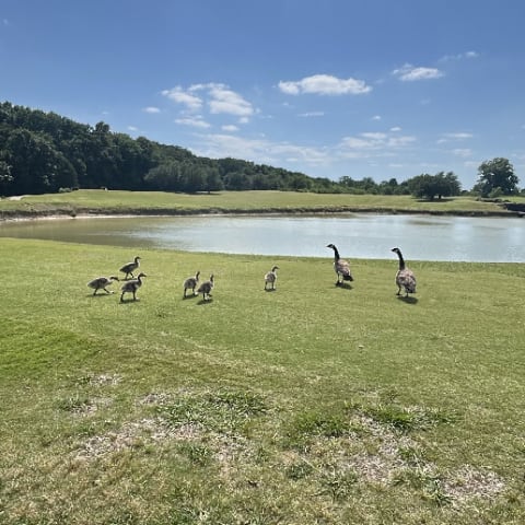 Canada Goose spotted by br5429