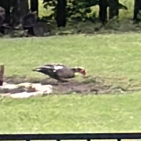 Muscovy Duck spotted by jesskatecarroll