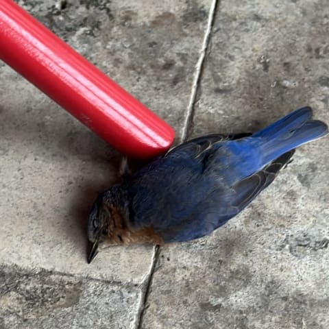 Eastern Bluebird spotted by jesskatecarroll