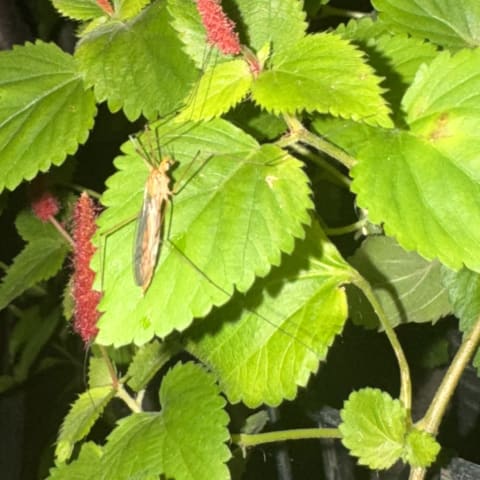 Crane Fly spotted by lauramccarthy