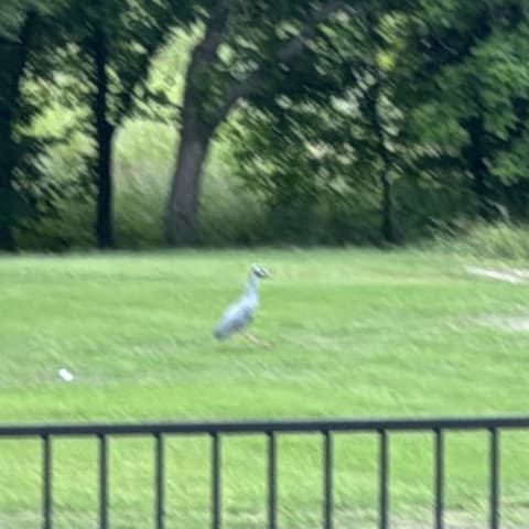 Little Blue Heron spotted by jesskatecarroll