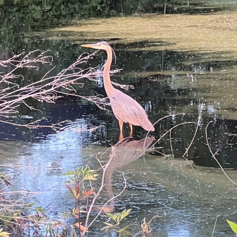 Great Blue Heron
