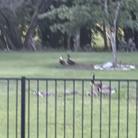 Canada Goose spotted by jesskatecarroll