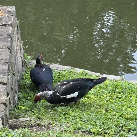 Muscovy Duck spotted by smd123