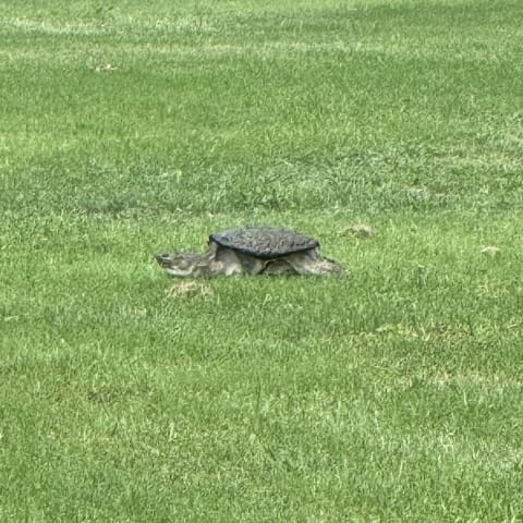 Snapping Turtle spotted by smd123