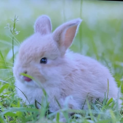 European Rabbit spotted by smd123