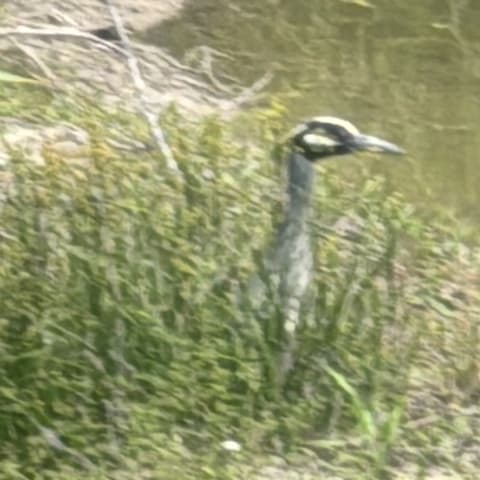 Yellow-crowned Night Heron spotted by jesskatecarroll