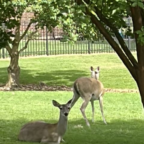 White-tailed Deer