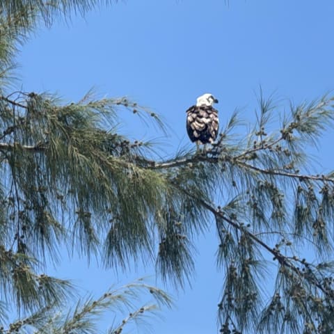 Osprey spotted by jesskatecarroll