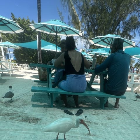 American White Ibis spotted by jesskatecarroll