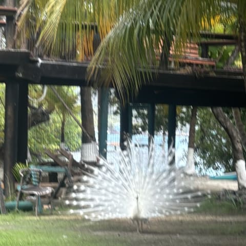Peacock spotted by jesskatecarroll