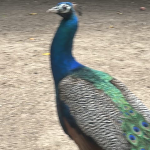 Peacock