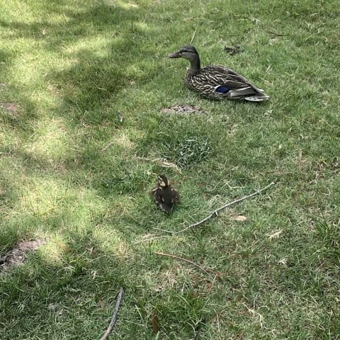 Mallard