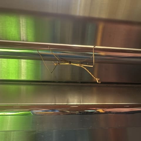 Stick Insect spotted by jesskatecarroll