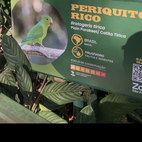 Parakeet spotted by arisaman