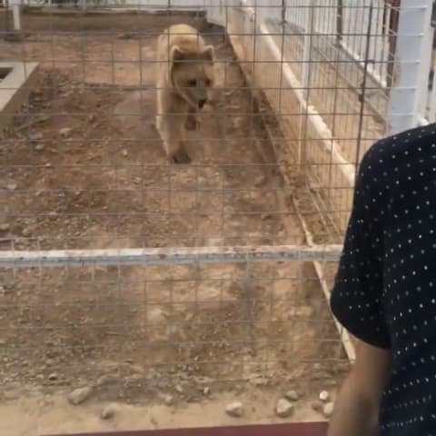 Brown Bear spotted by arisaman
