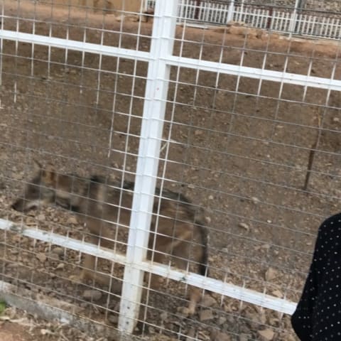 Golden Jackal spotted by arisaman