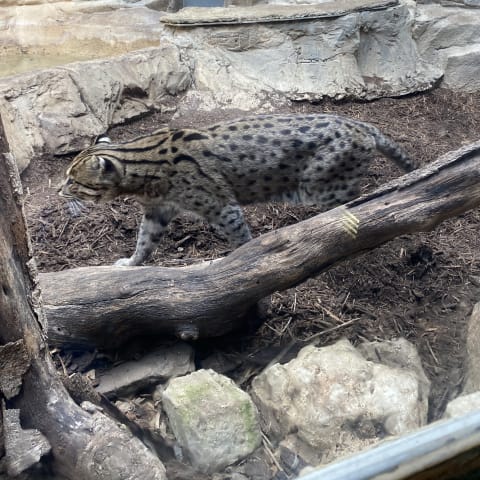 Oncilla spotted by butterflyyyflyyyyyy