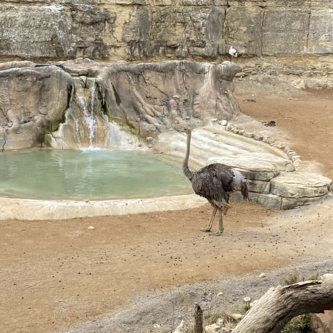Ostrich spotted by butterflyyyflyyyyyy