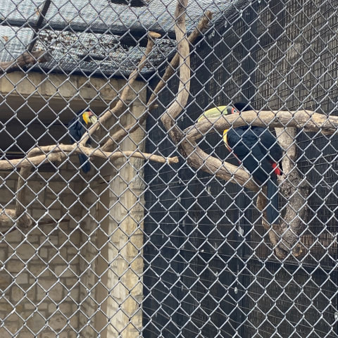 Toucan spotted by butterflyyyflyyyyyy