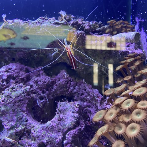 Shrimp spotted by butterflyyyflyyyyyy