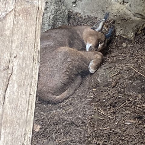 Caracal spotted by butterflyyyflyyyyyy