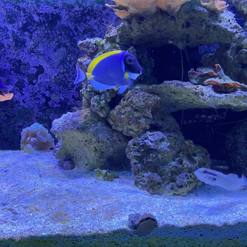 Powder Blue Tang spotted by butterflyyyflyyyyyy