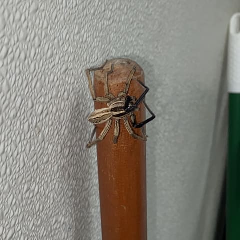 Wolf Spider spotted by butterflyyyflyyyyyy