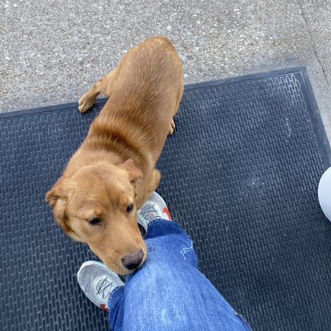 Dog sighting
