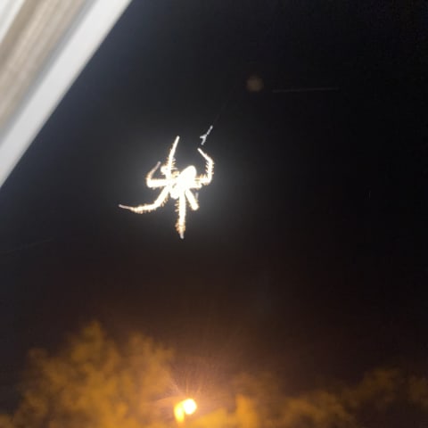Spider sighting