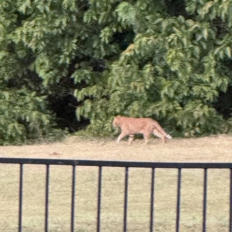 Bobcat sighting