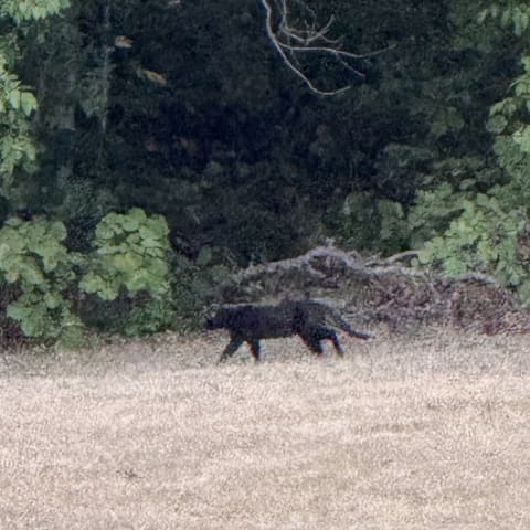 Not Sure. Domestic Cat? sighting