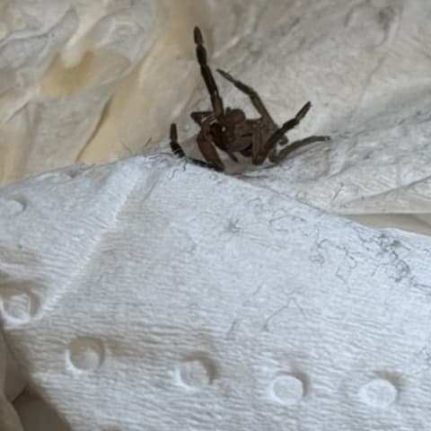 Spider sighting