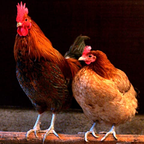 Chicken sighting