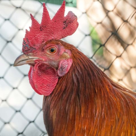 Chicken sighting