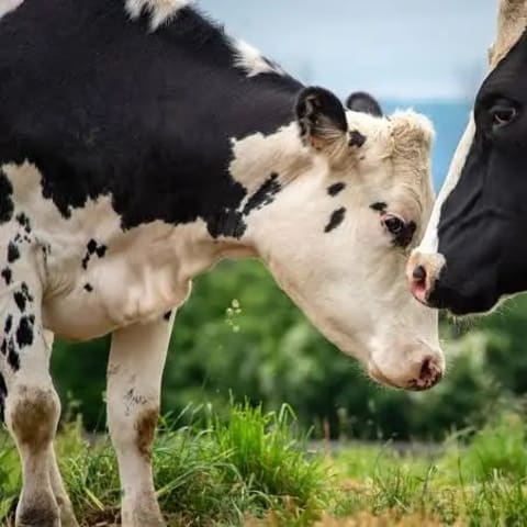 Cow sighting