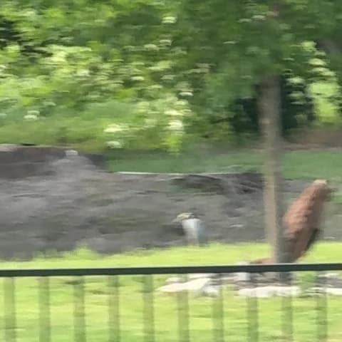 Yellow-crowned Night Heron spotted by jesskatecarroll