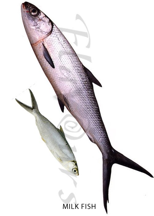 Arabian Sea Enterprises logo