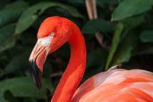 Flamingo Moda logo