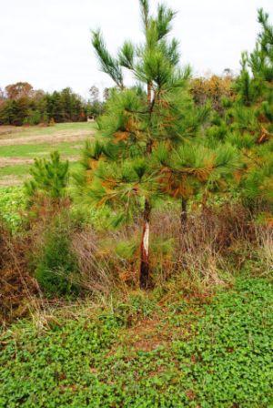 Main field hedgerow rub at Hillcrest