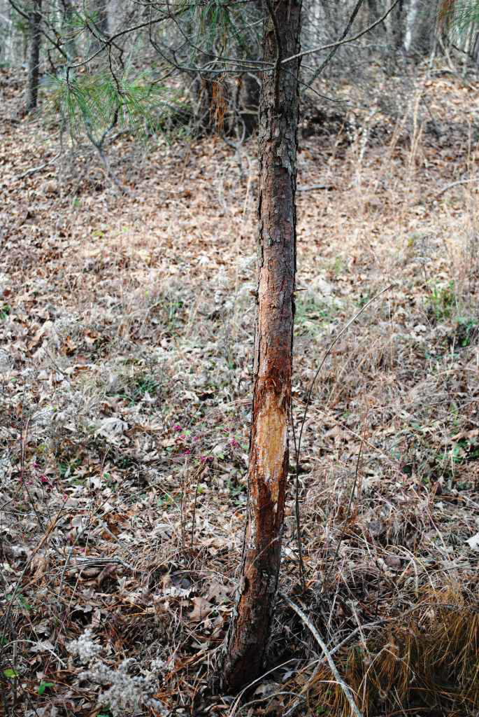 Deer rub at Hillcrest in 2011