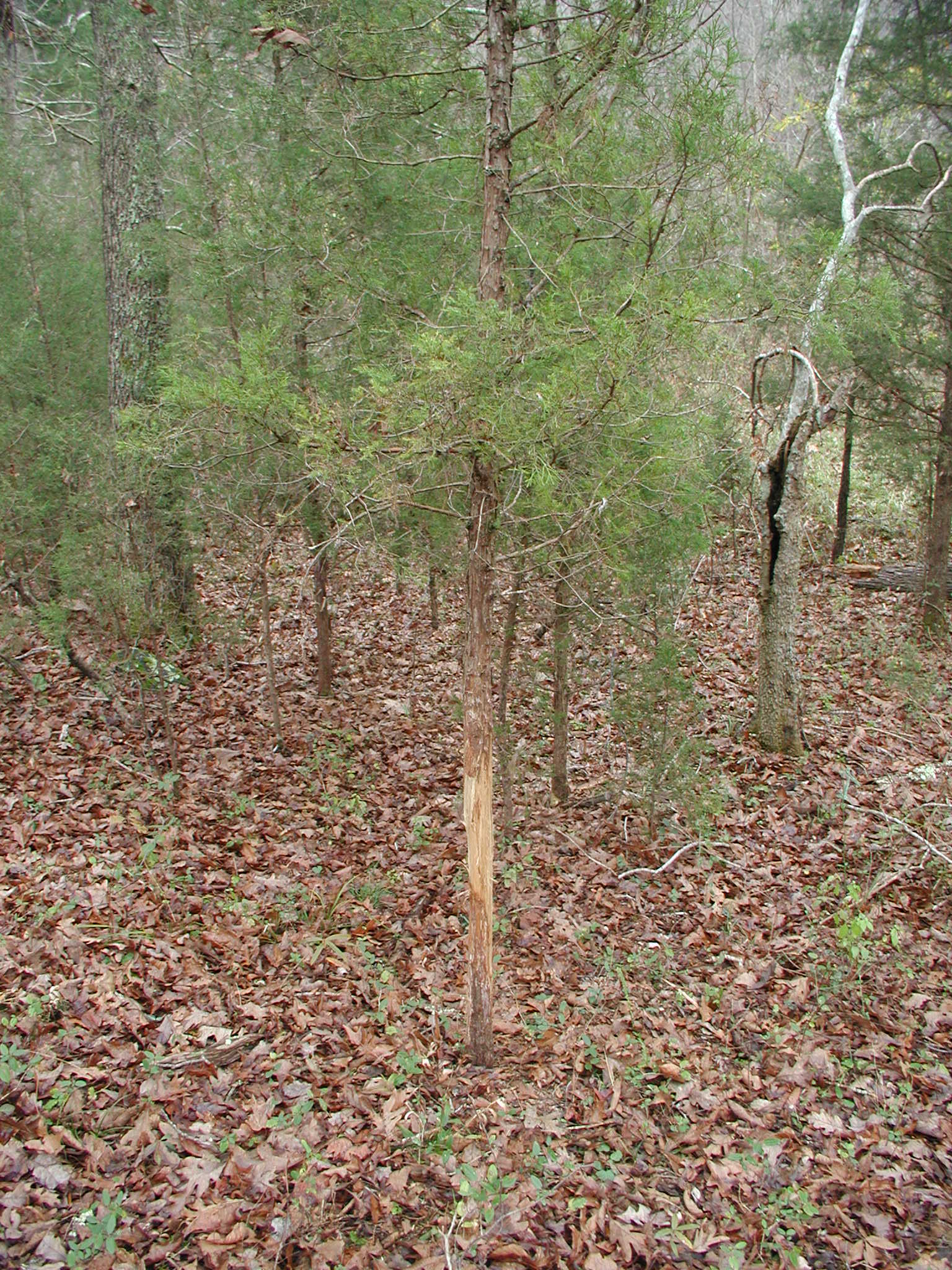 Cedar rub at Hillcrest
