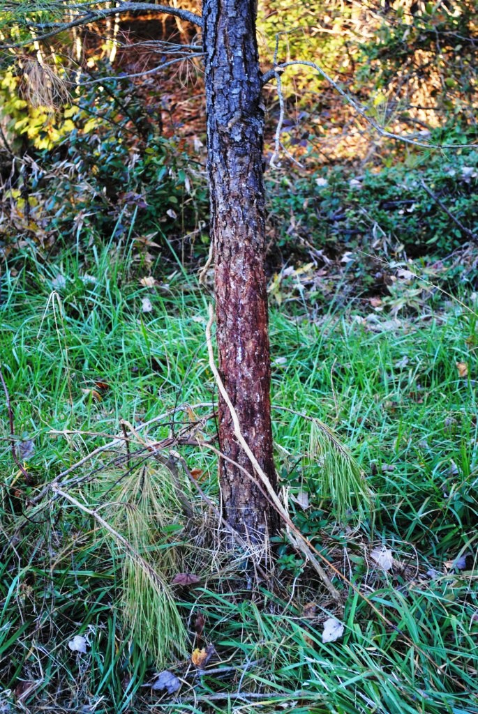 Large deer rub at Hillcrest in 2010