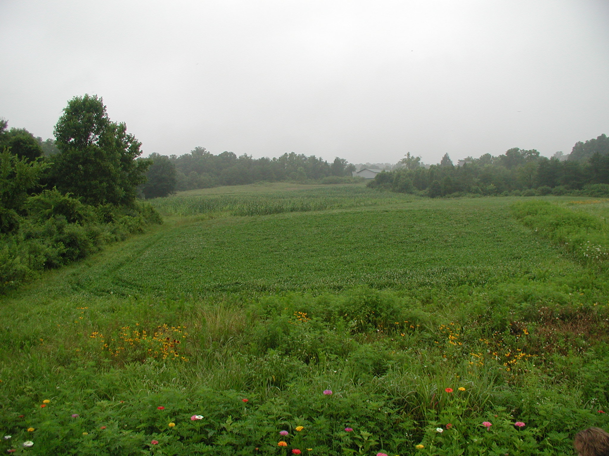 Clover field at Hillcrest